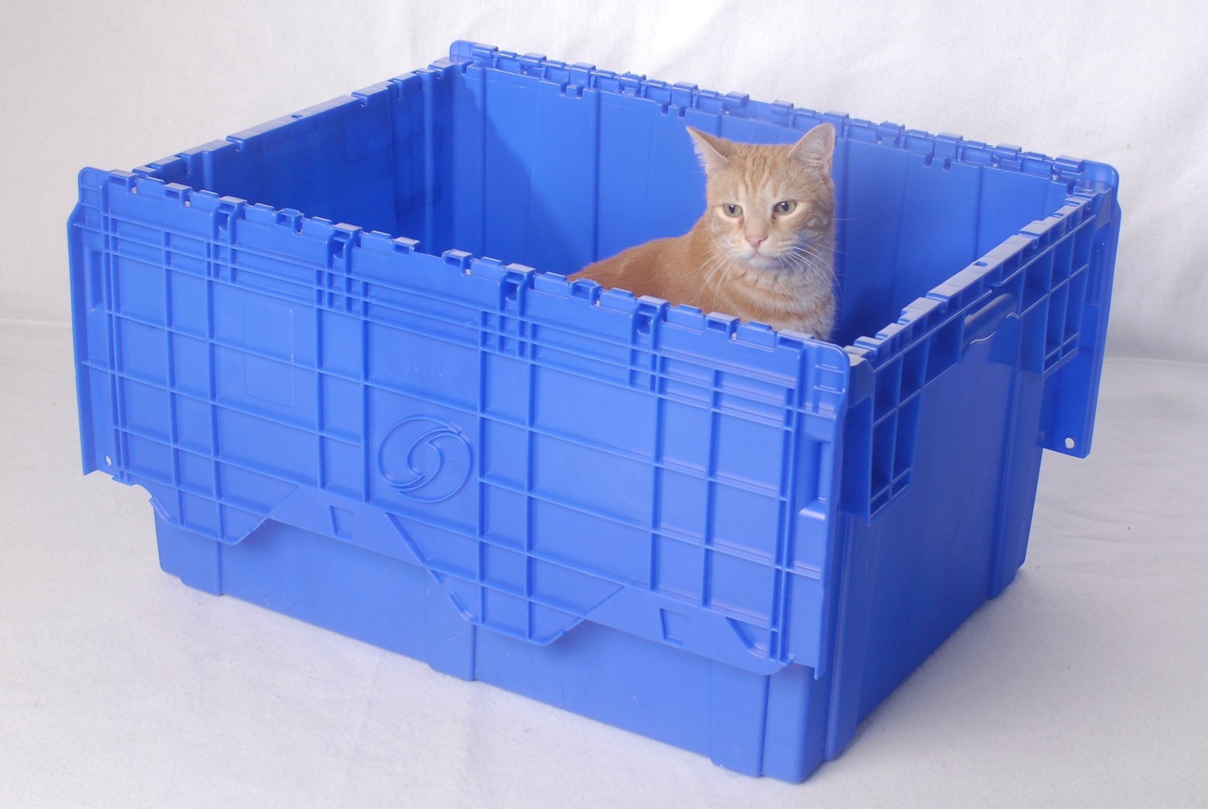 Pet inside blue moving box